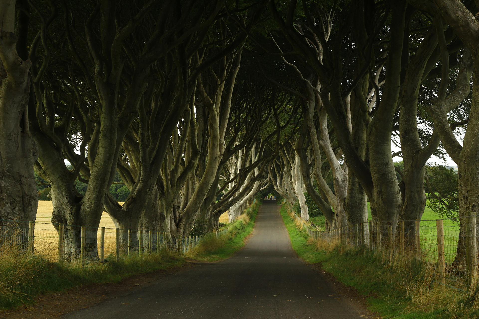 Game of Thrones Forest Trees