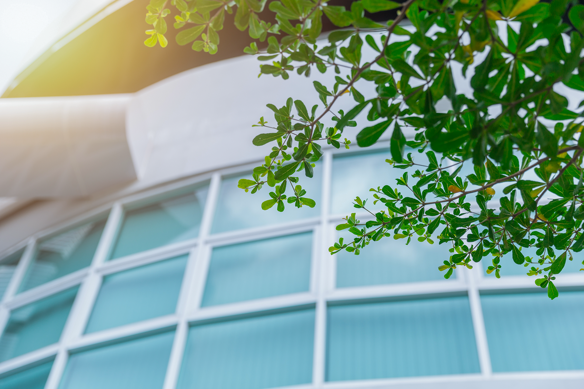 windows and tree branch